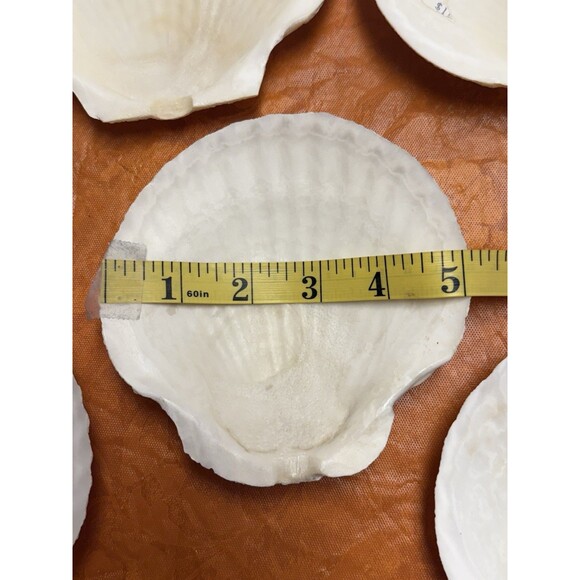 9 White Natural Color Scallop shells for crafts or decor (not food rated) New - Picture 6 of 7